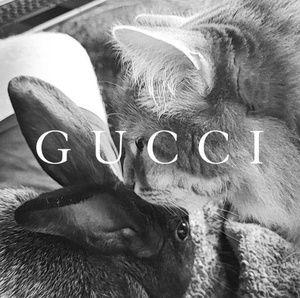 Meet your Posher, Jesse